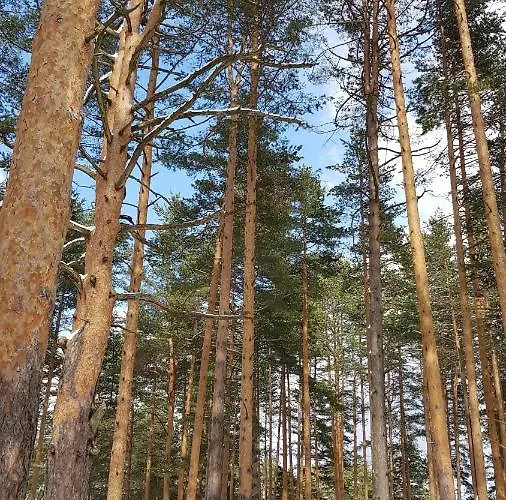 Titova Jovanka * 즐라티보